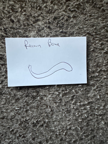 Hand drawn picture of “Raccoon Bone”